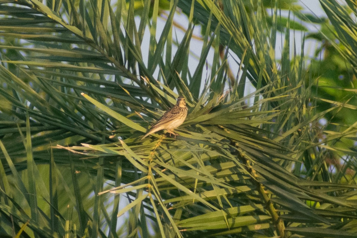 ヨーロッパビンズイ - ML647883174