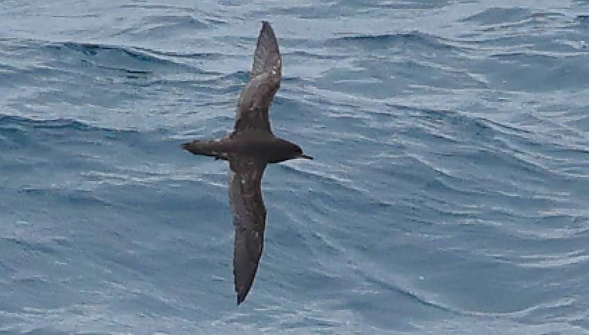 オナガミズナギドリ - ML647883177