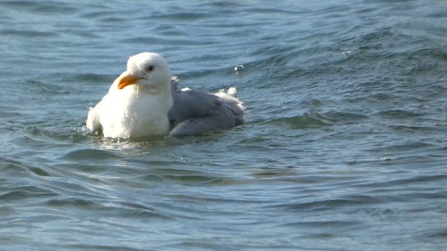 ワシカモメ - ML647883178