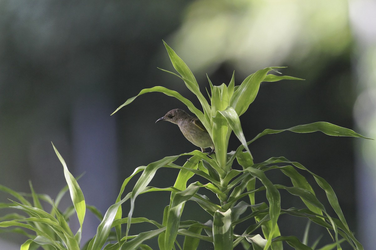 Brown Honeyeater - ML647883201