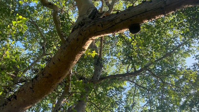 Dark-backed Weaver - ML647883208