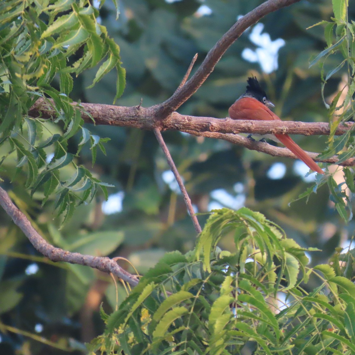 Indian Paradise-Flycatcher - ML647883241