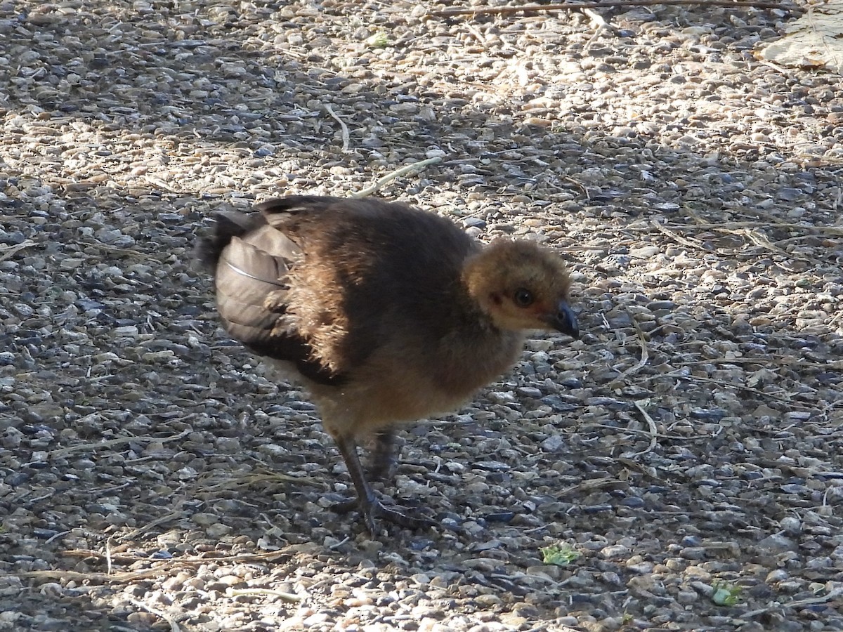 Australian Brushturkey - ML647883242