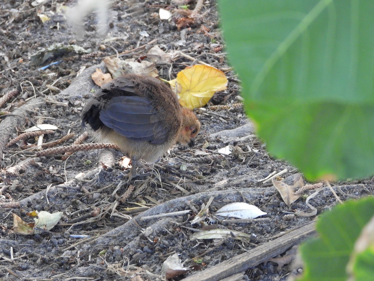 Australian Brushturkey - ML647883243