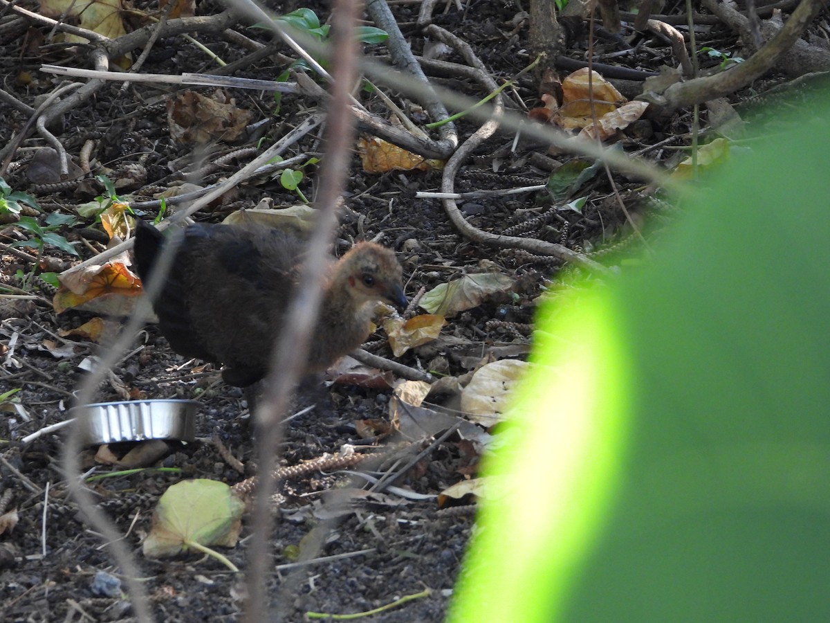 Australian Brushturkey - ML647883244