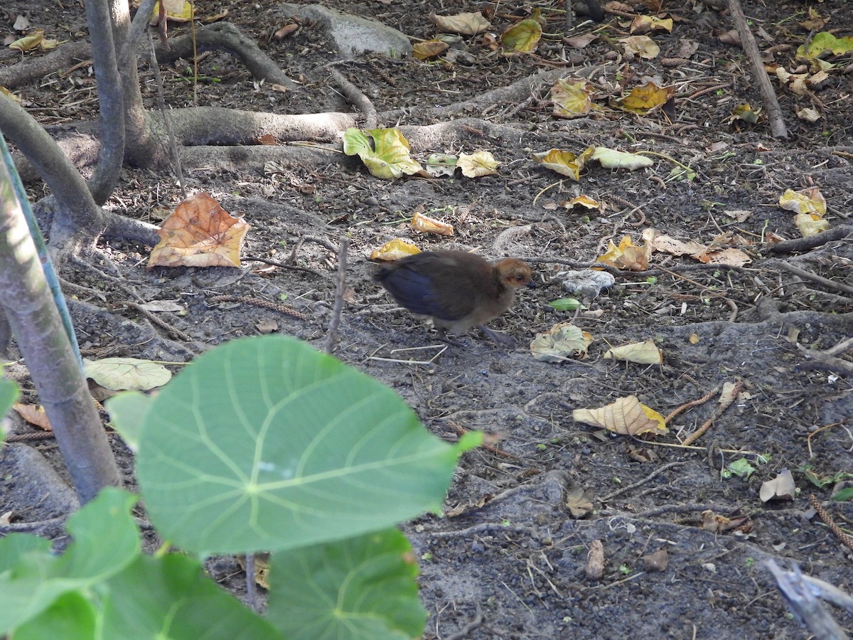 Australian Brushturkey - ML647883245
