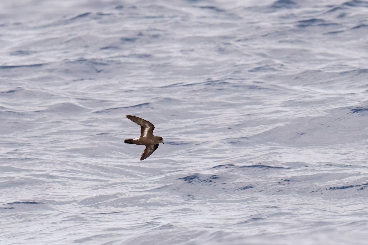 Ekaitz-txori txikia - ML647883246