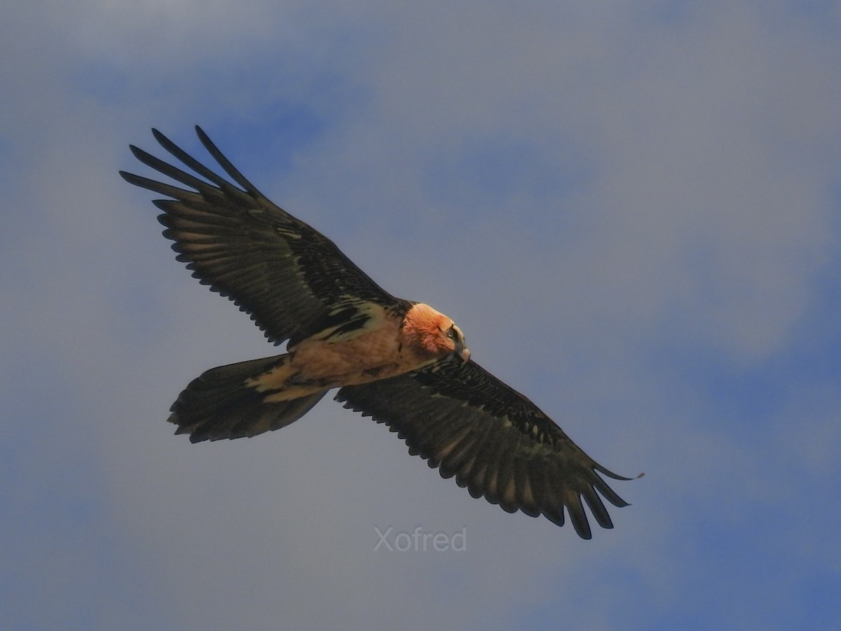 Ugatza - ML647883254