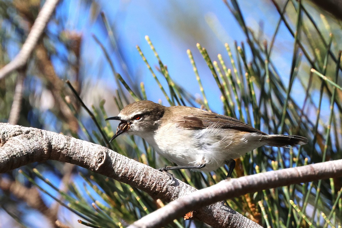 Mangrove Gerygone - ML647883256