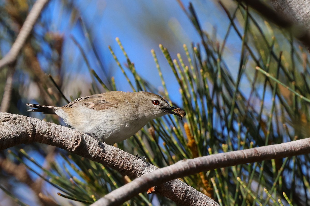 Mangrove Gerygone - ML647883257