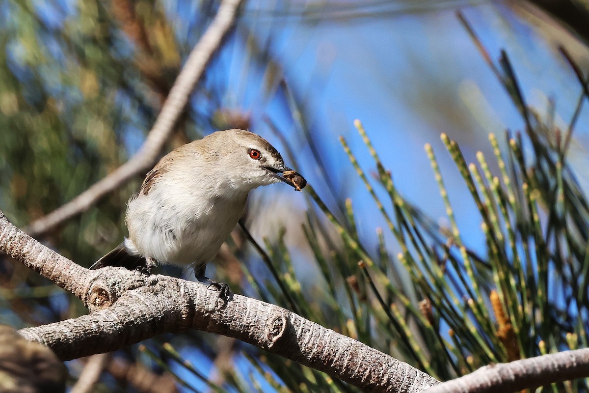 Mangrove Gerygone - ML647883258