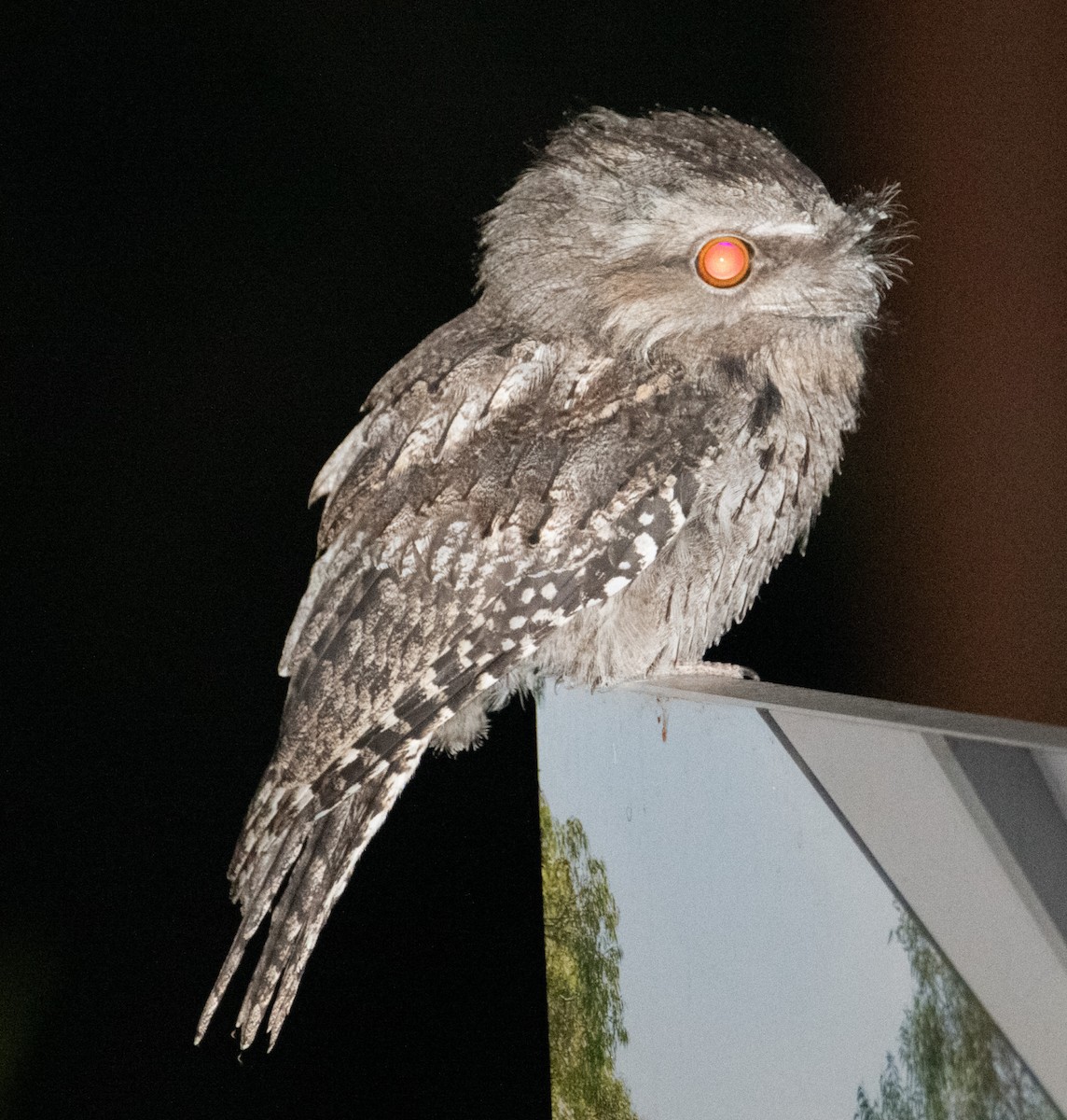 Tawny Frogmouth - ML647883260