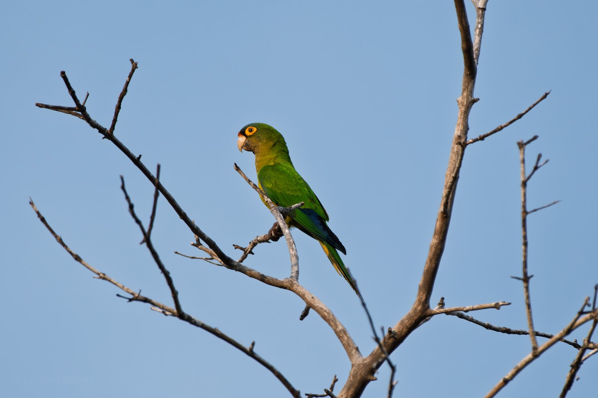 Orange-fronted Parakeet - ML647883263
