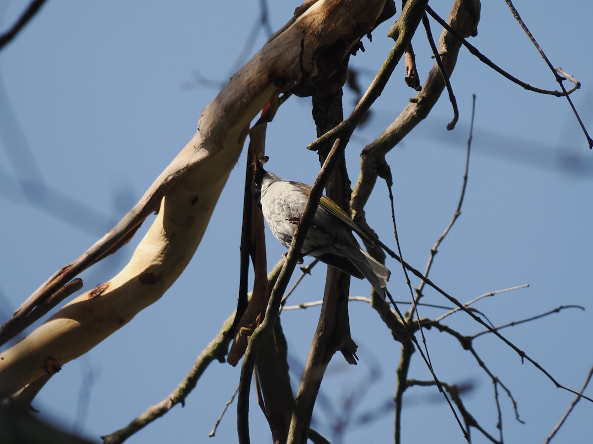 White-naped Honeyeater - ML647883265