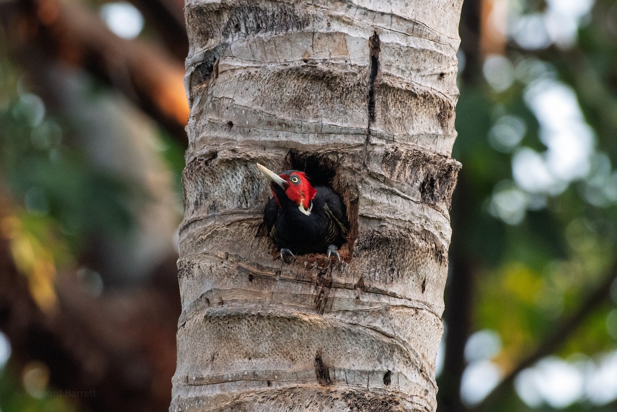 Pale-billed Woodpecker - ML647883266