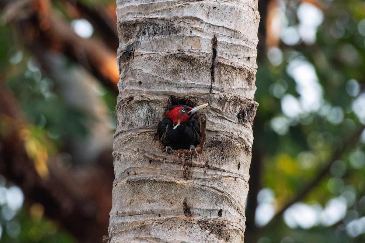 Pale-billed Woodpecker - ML647883267