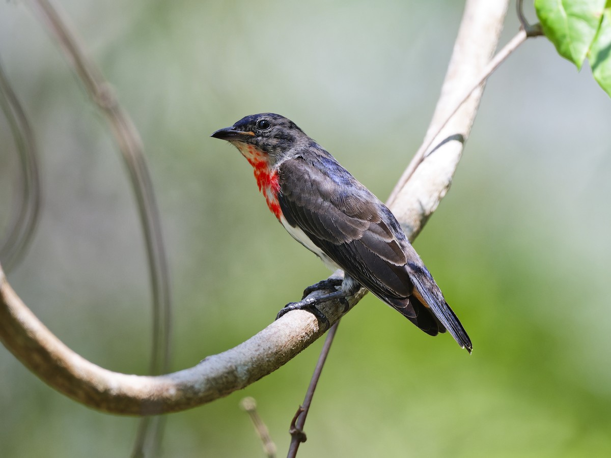 Mistletoebird - ML647883268