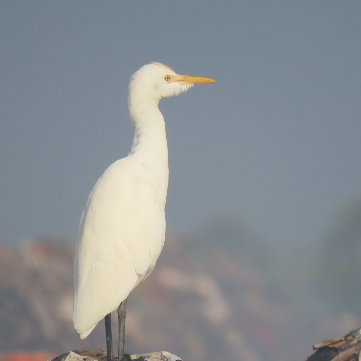Eastern Cattle-Egret - ML647883269