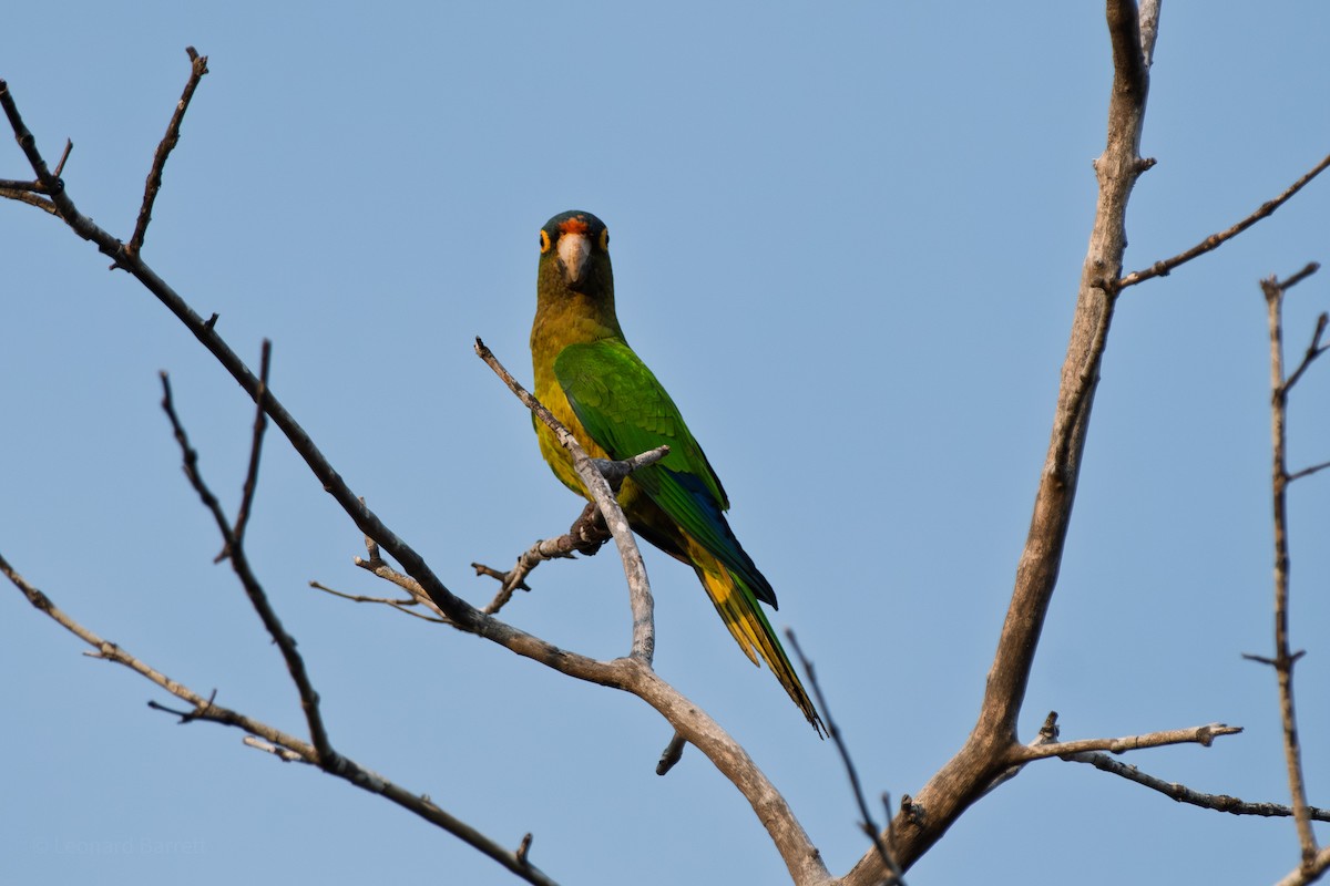 Orange-fronted Parakeet - ML647883270