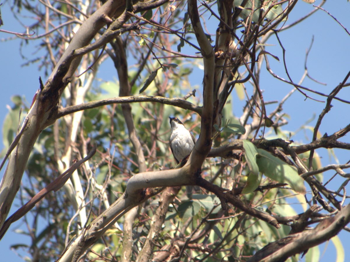 White-naped Honeyeater - ML647883271