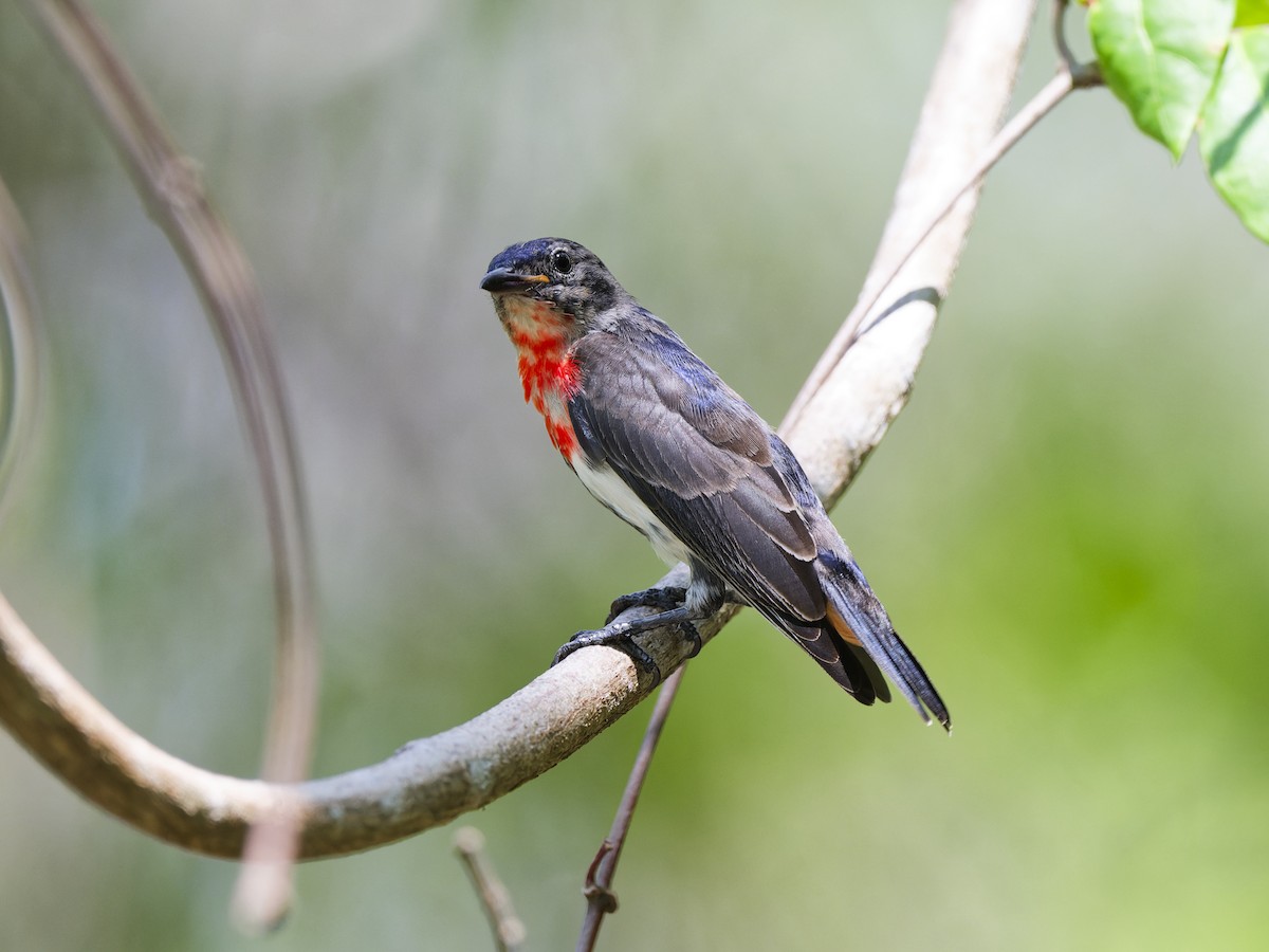 Mistletoebird - ML647883272