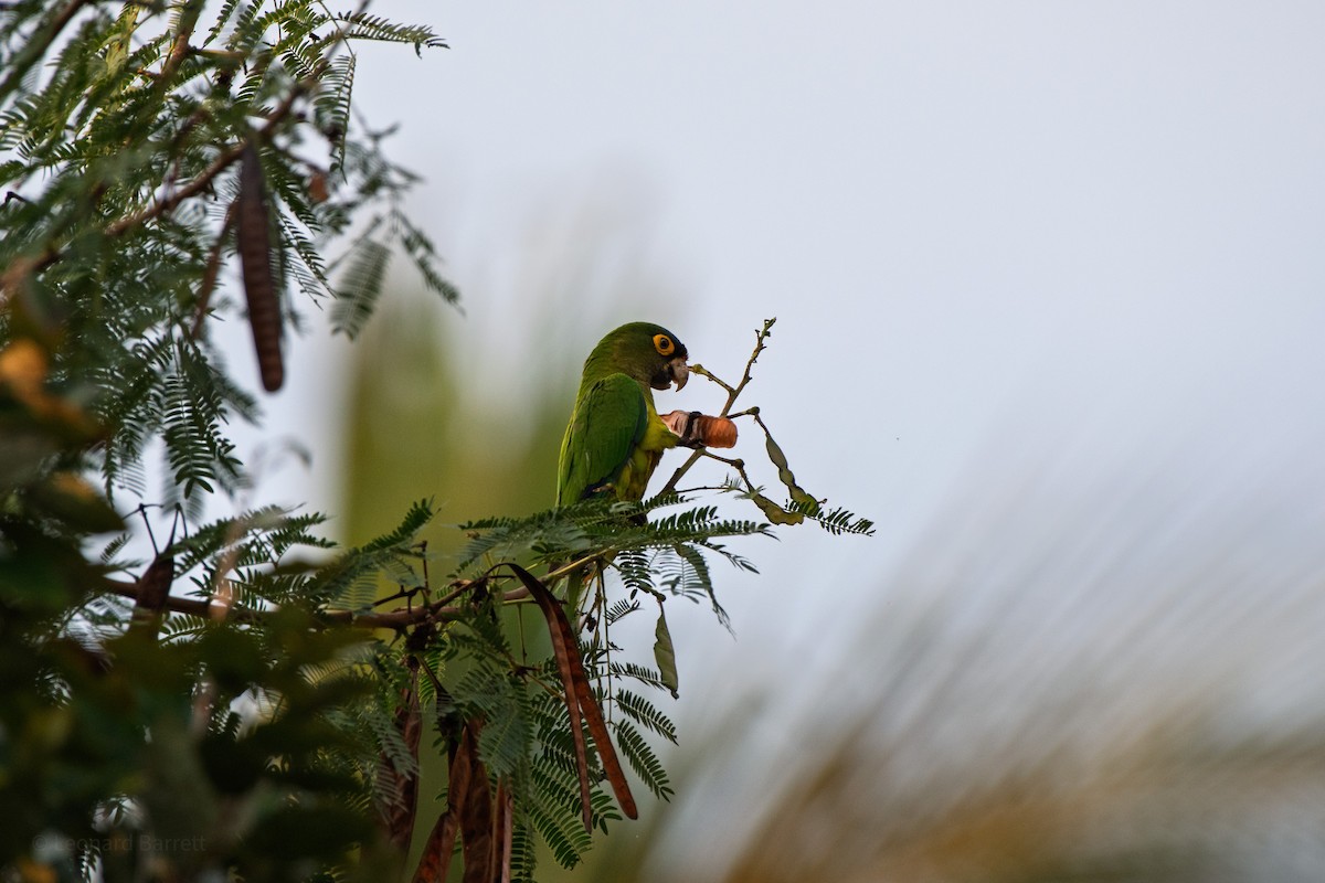 Orange-fronted Parakeet - ML647883273