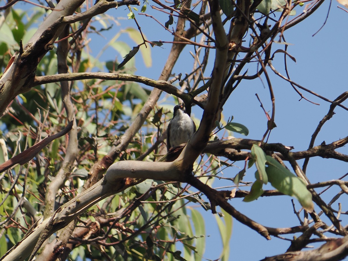 White-naped Honeyeater - ML647883274