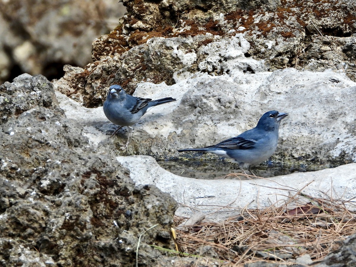 Tenerifeko txonta urdina - ML647883275