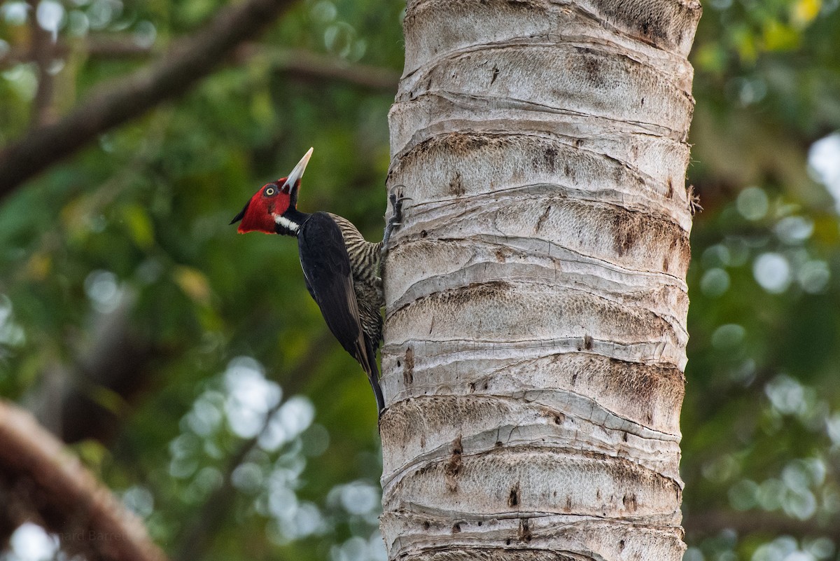 Pale-billed Woodpecker - ML647883277