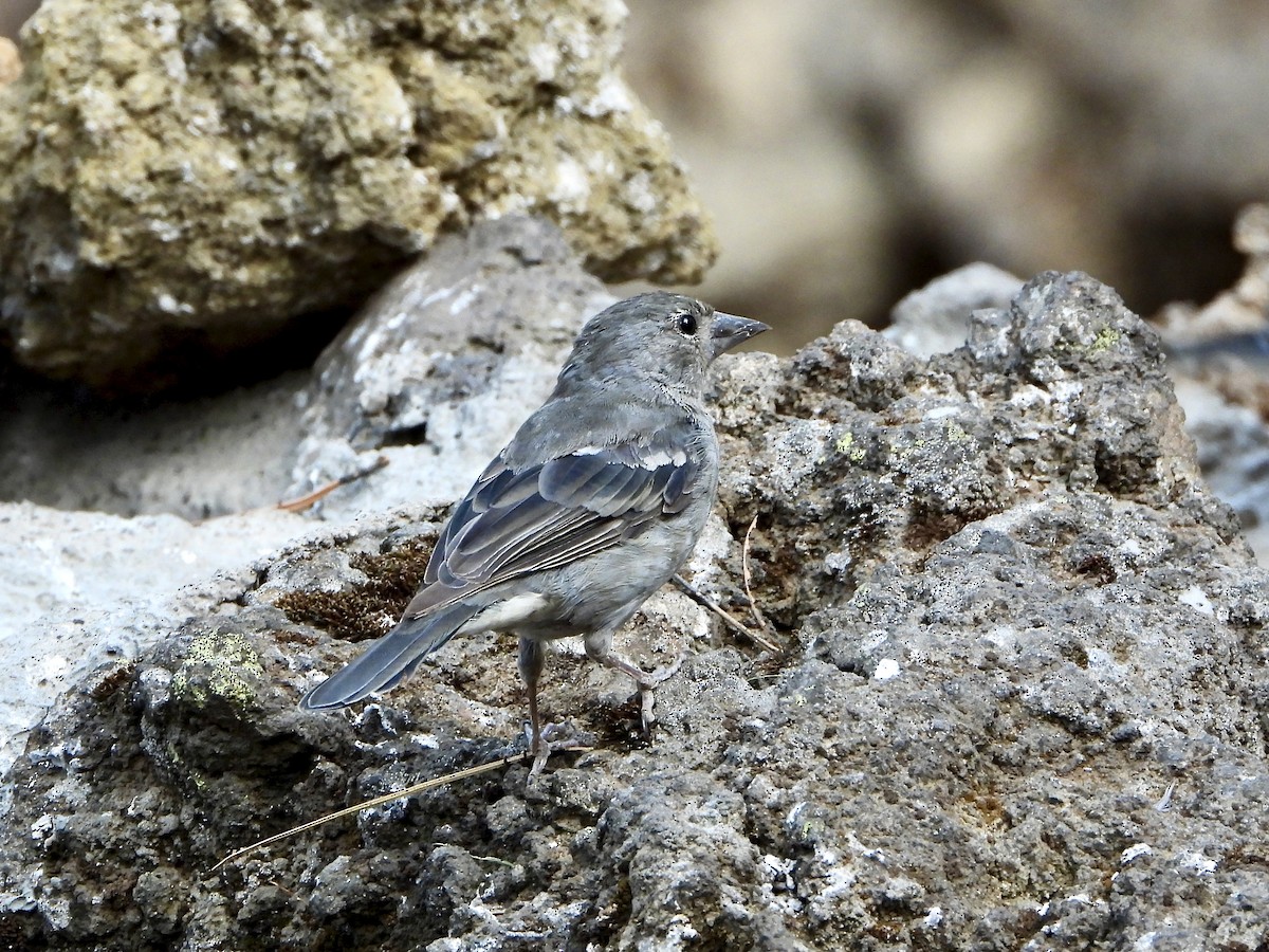 Tenerifeko txonta urdina - ML647883279