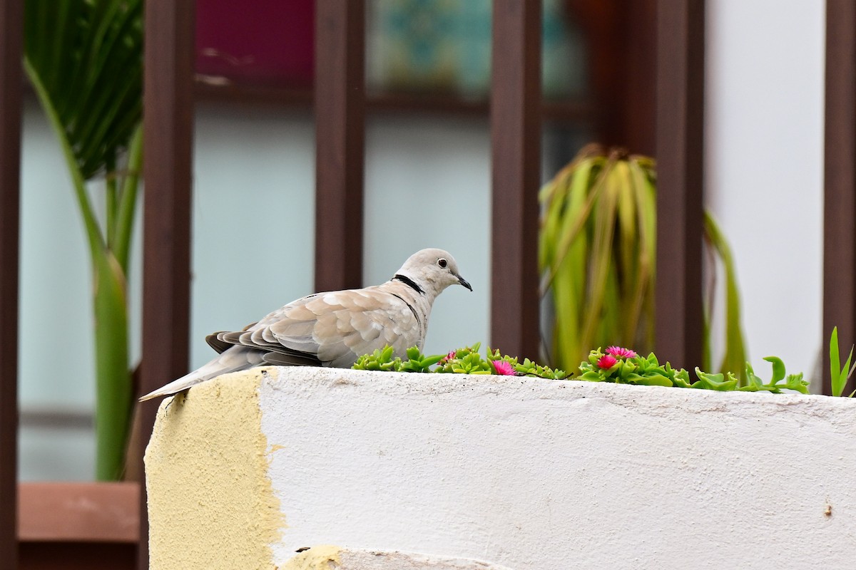 Usapal afrikarra - ML647883281