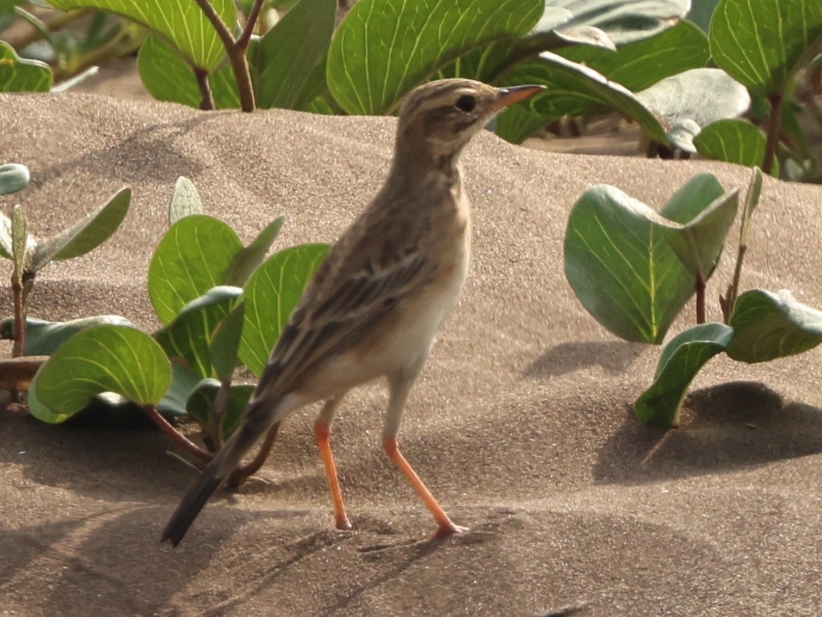 Richard's Pipit - ML647883288