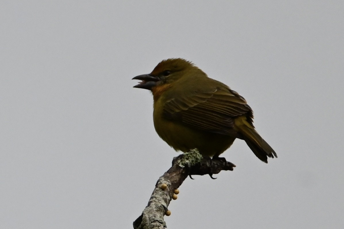 Hepatic Tanager - ML647883293