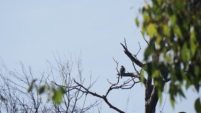 Sacred Kingfisher - ML647883323