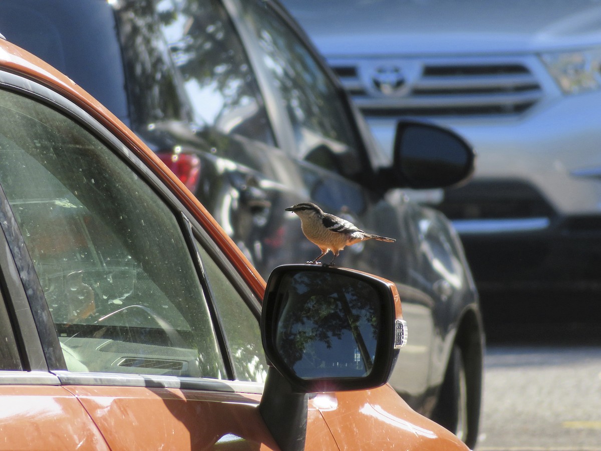 Varied Triller - ML647883340