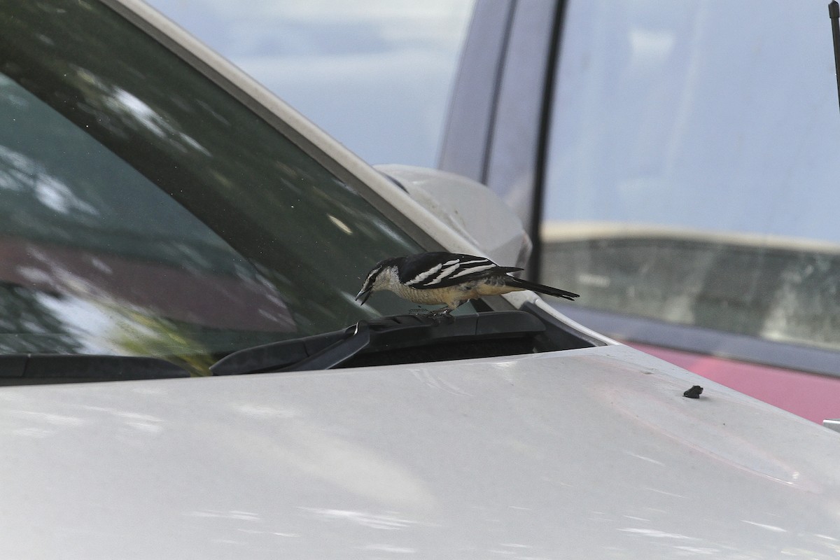 Varied Triller - ML647883341