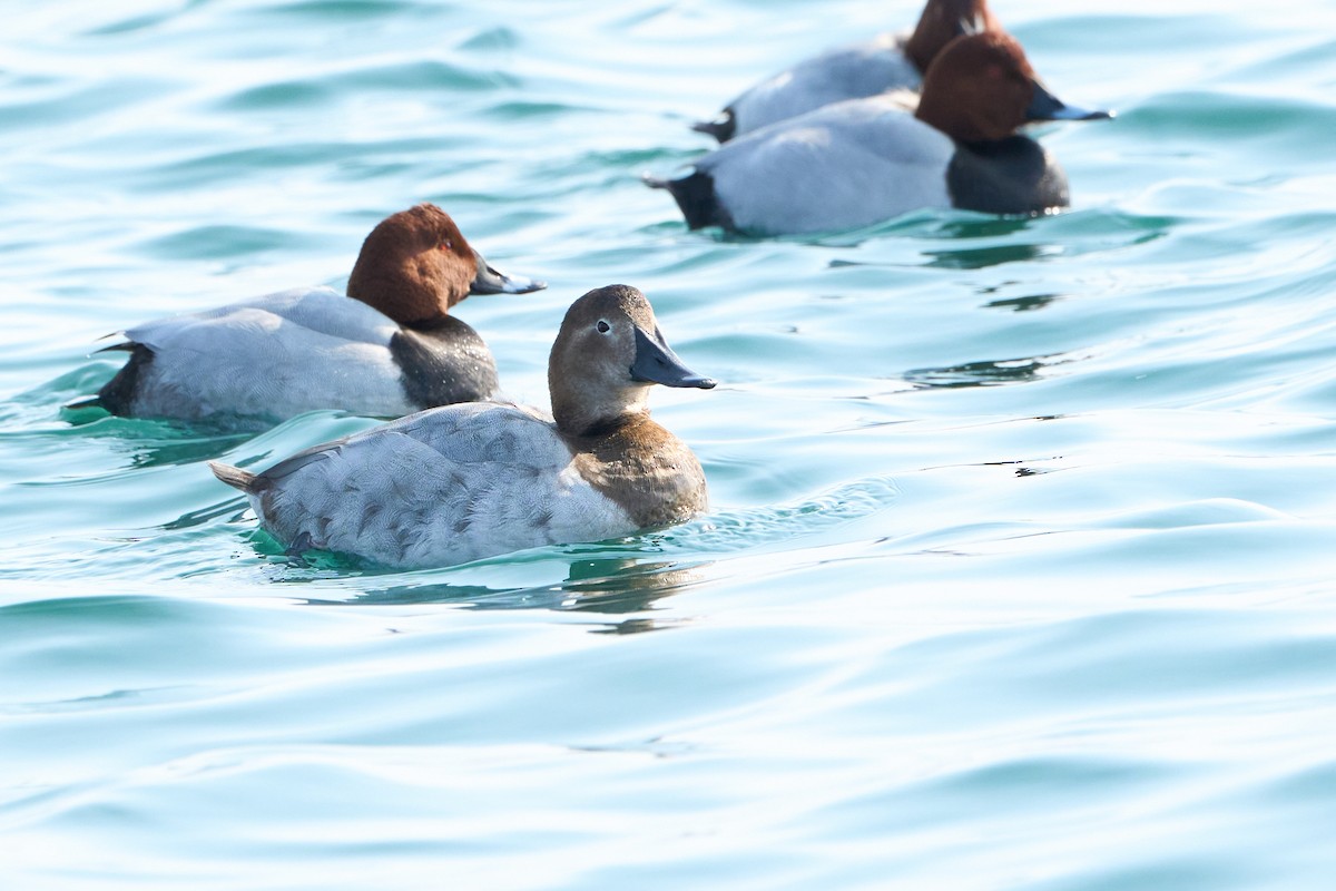 Fuligule à dos blanc - ML647883353
