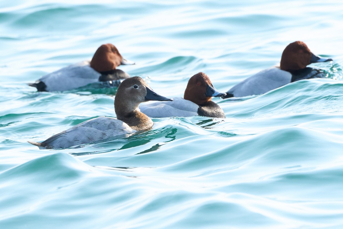 Fuligule à dos blanc - ML647883354