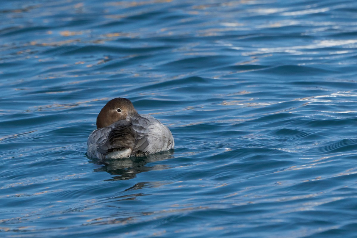 Fuligule à dos blanc - ML647883356