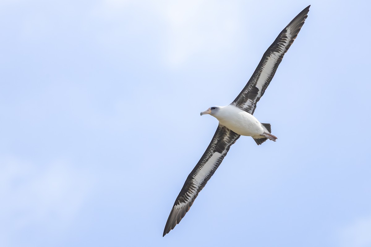 Albatros de Laysan - ML647883357