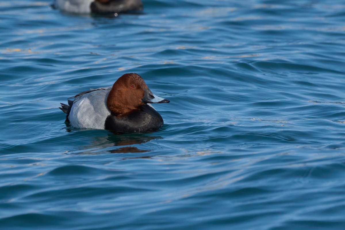 Fuligule milouin - ML647883361