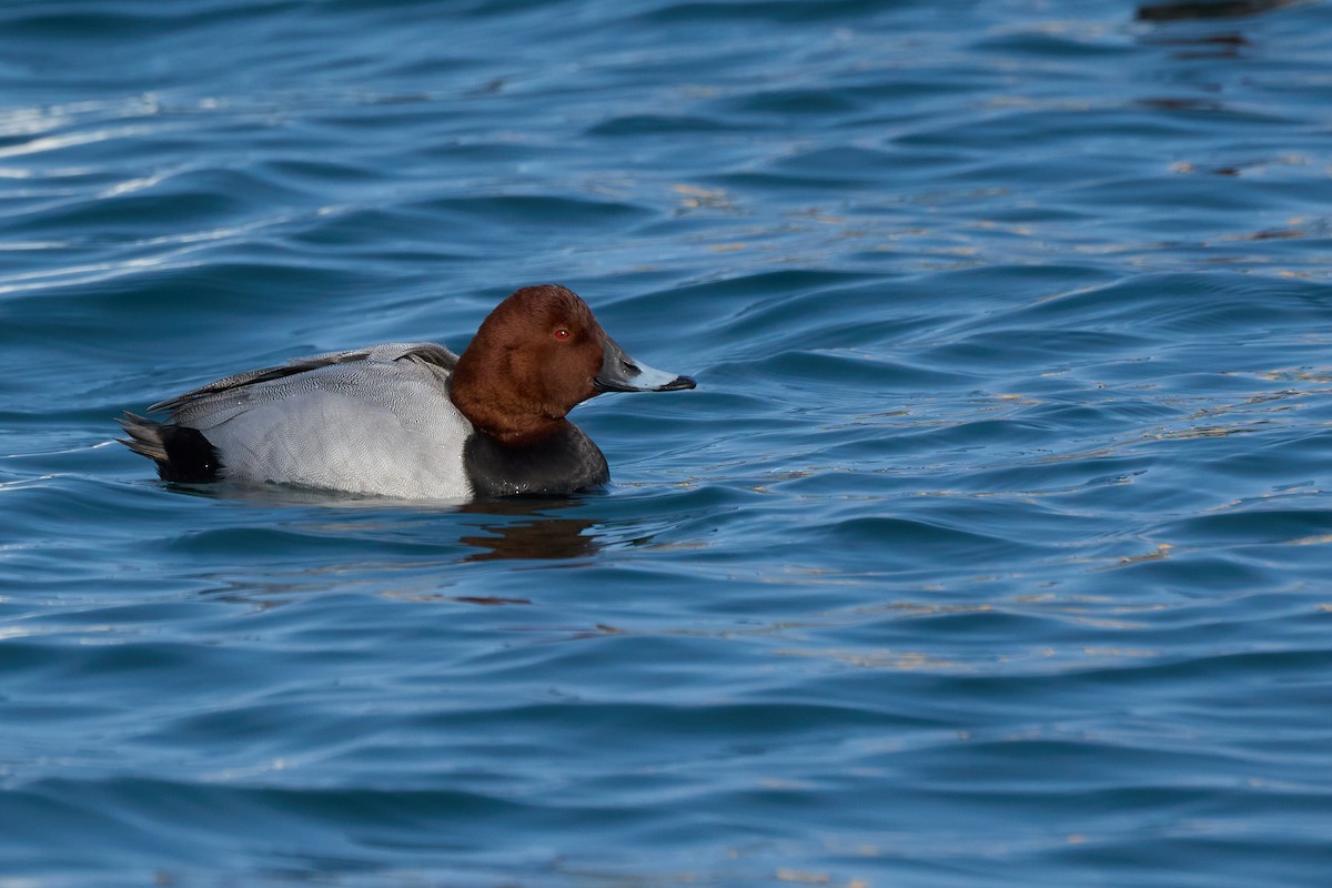 Fuligule milouin - ML647883363