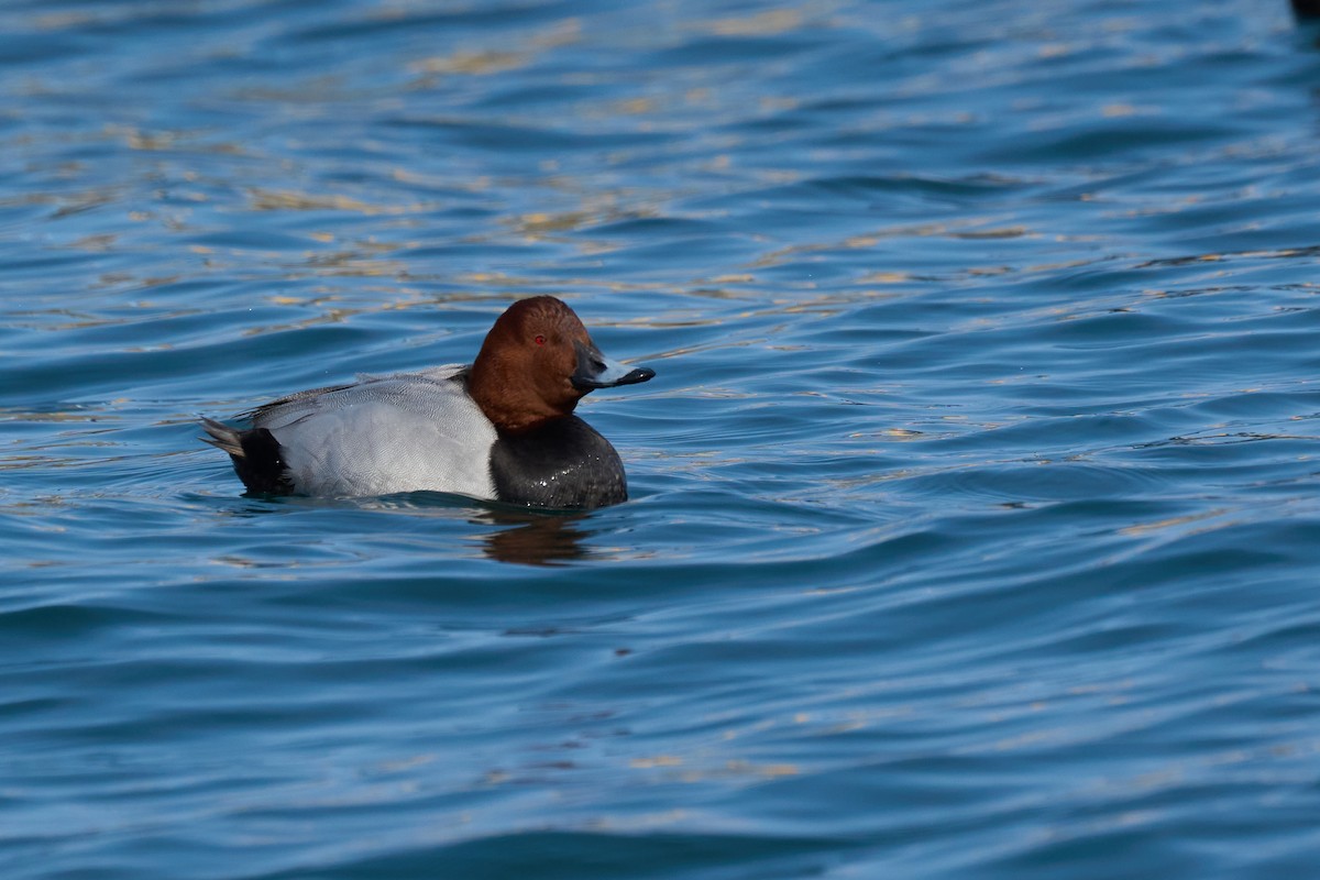 Fuligule milouin - ML647883364