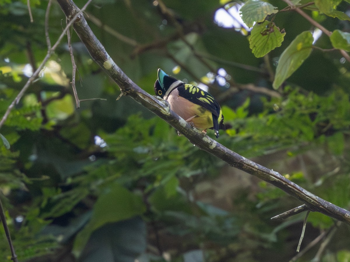 Eurylaime à capuchon - ML647883370