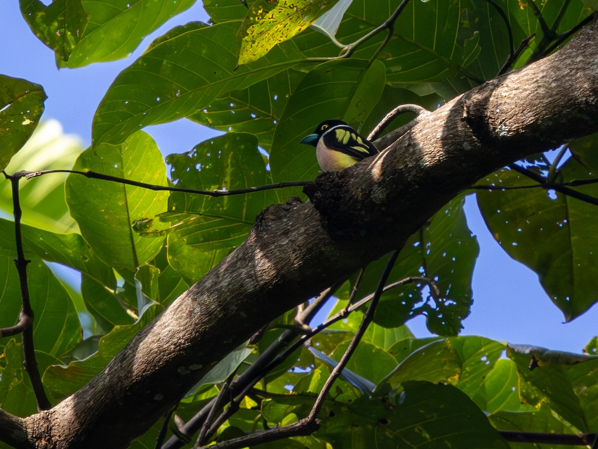 Eurylaime à capuchon - ML647883371