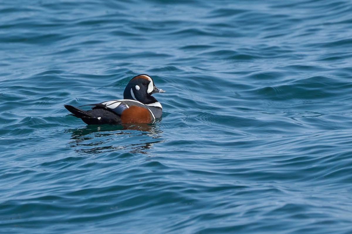 Arlequin plongeur - ML647883372