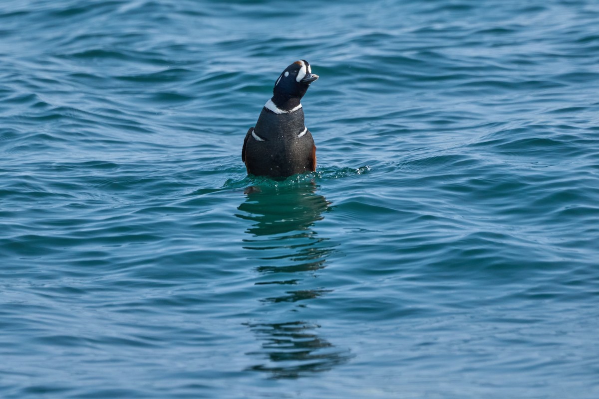 Arlequin plongeur - ML647883373