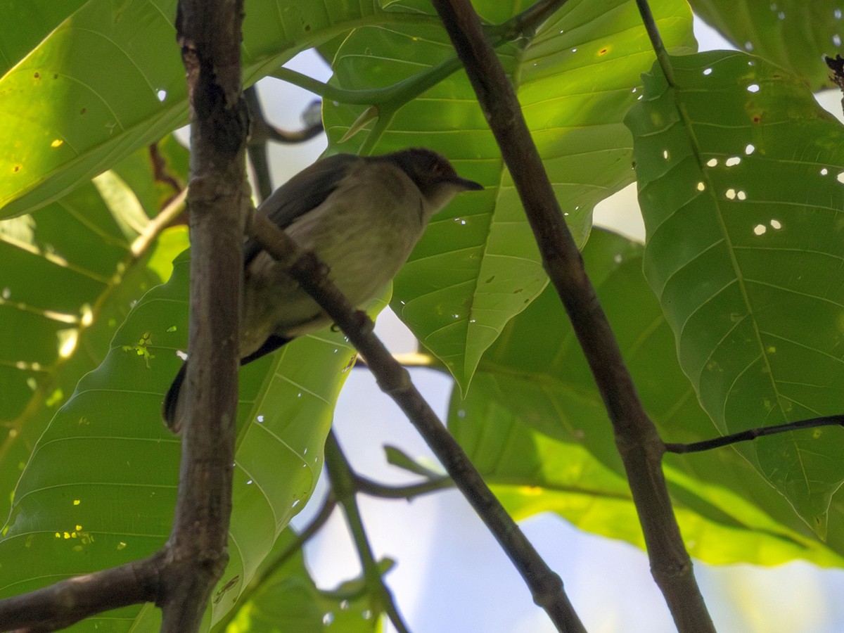 Bulbul aux yeux rouges - ML647883374