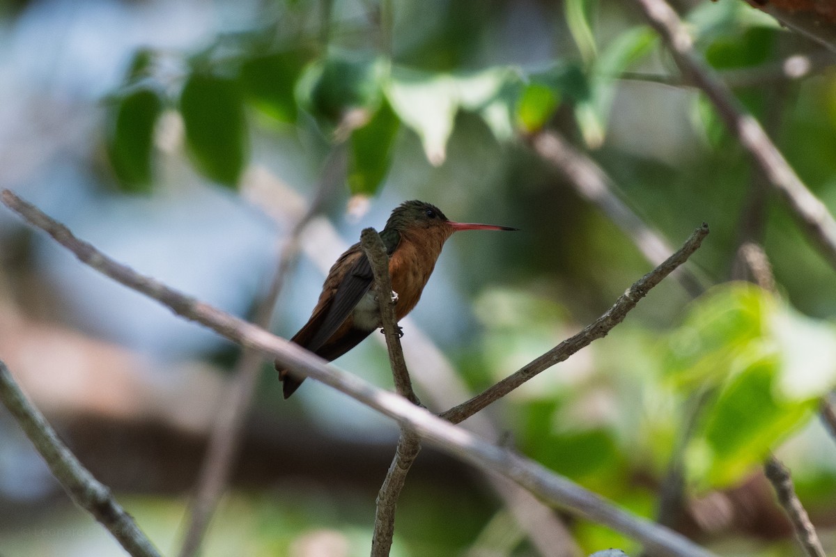 Ariane cannelle - ML647883375