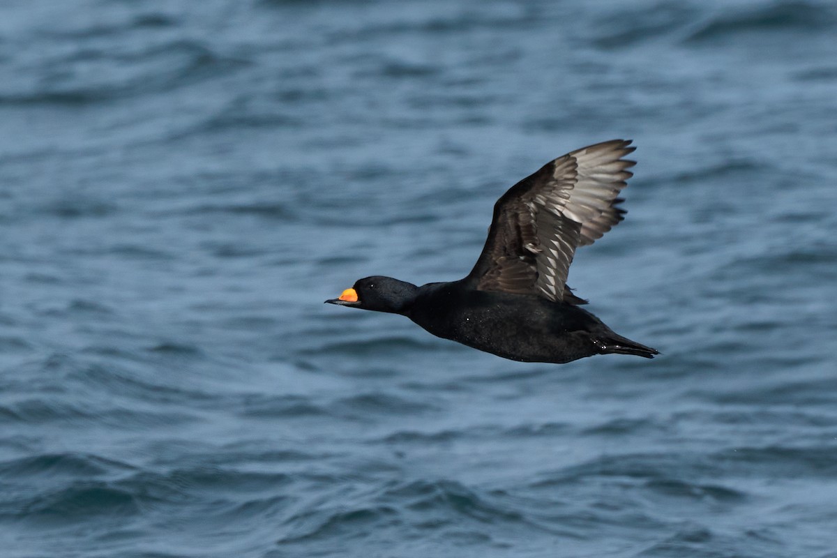 Macreuse à bec jaune - ML647883376